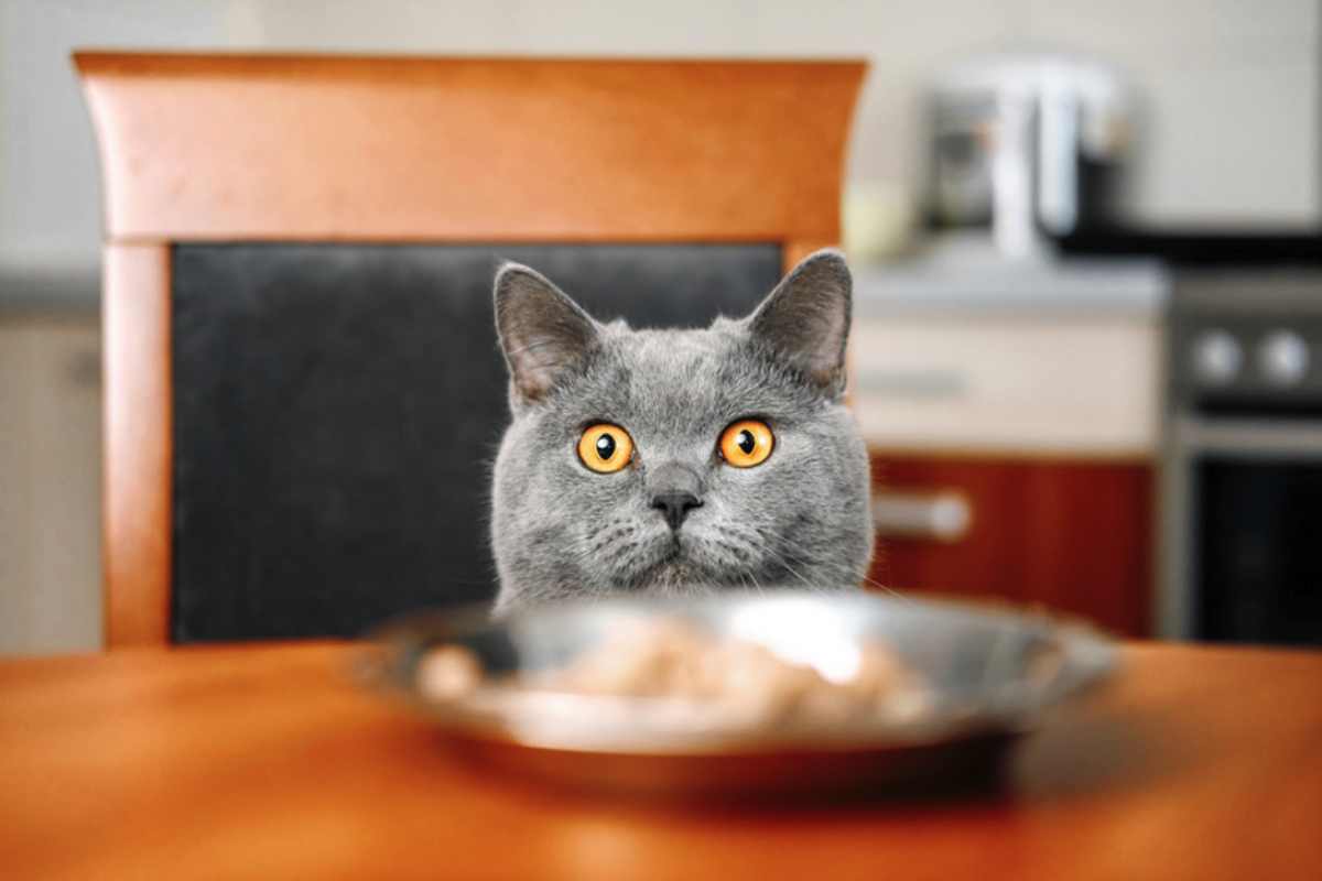 Allerta cibo del gatto