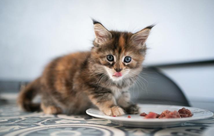 gatto alimenti da evitare