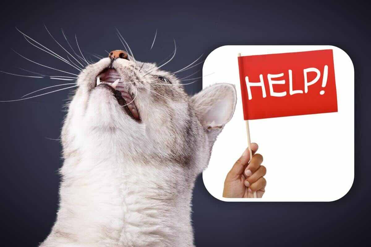 gatto chiede aiuto