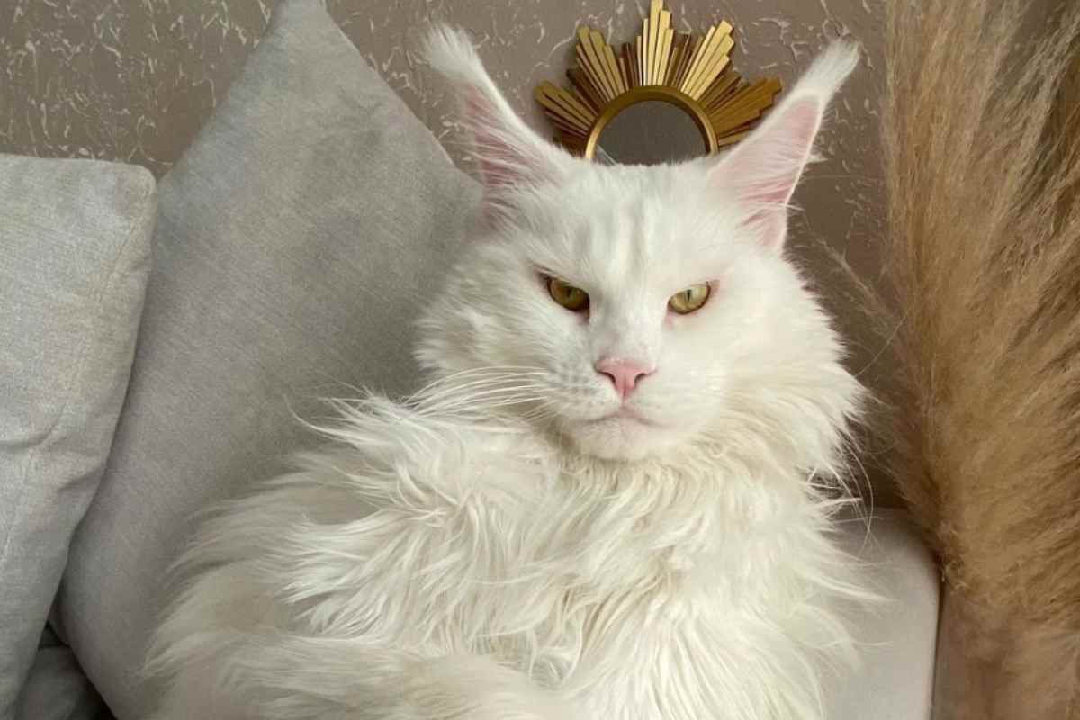kefir gatto più grande del mondo