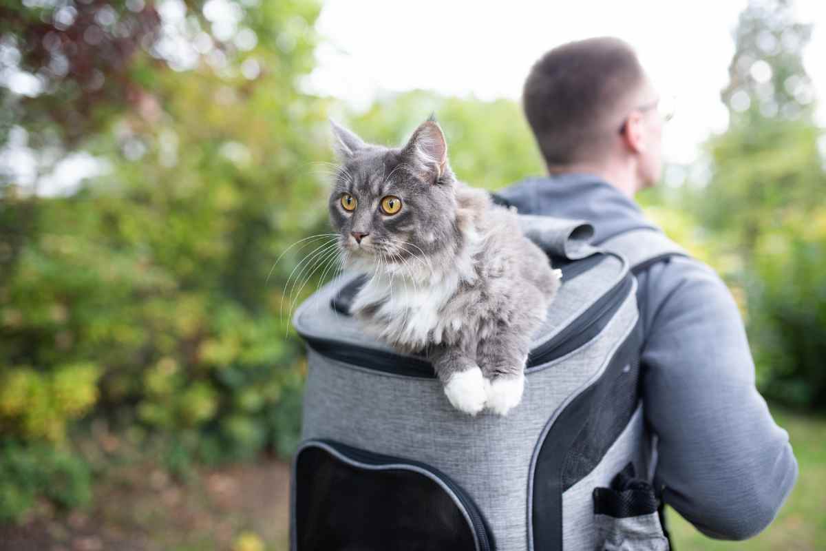 zaino gatti