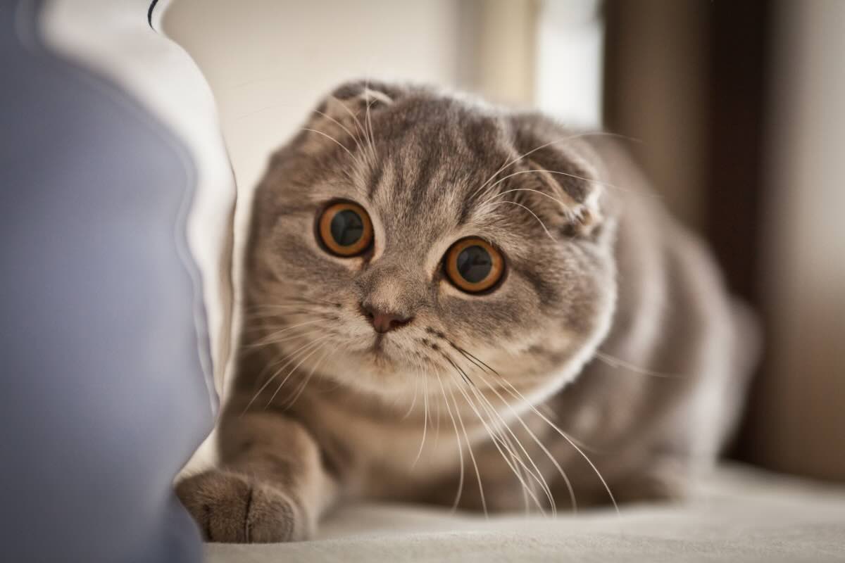 Scottish fold vendita vietata