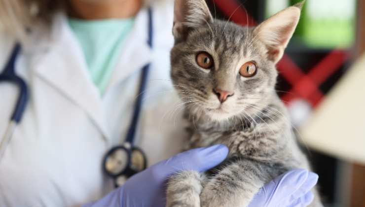 prevenire malattia renale nel gatto