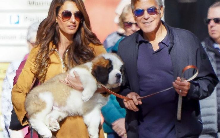 george clooney nuovo cane