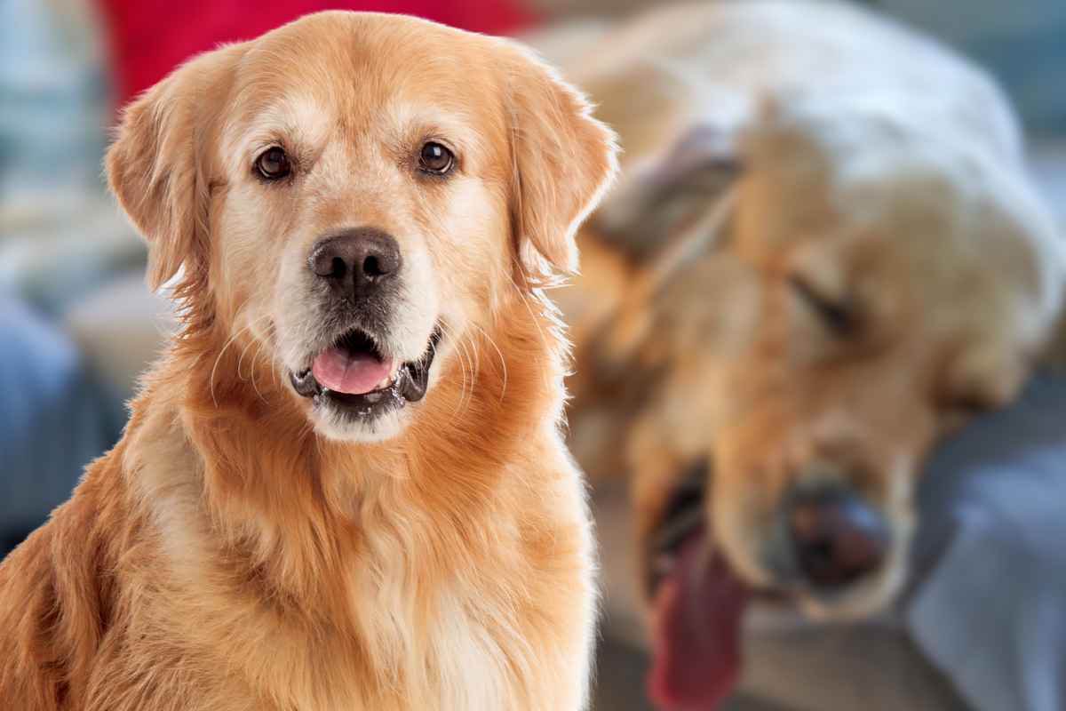 golden retriever addormentato