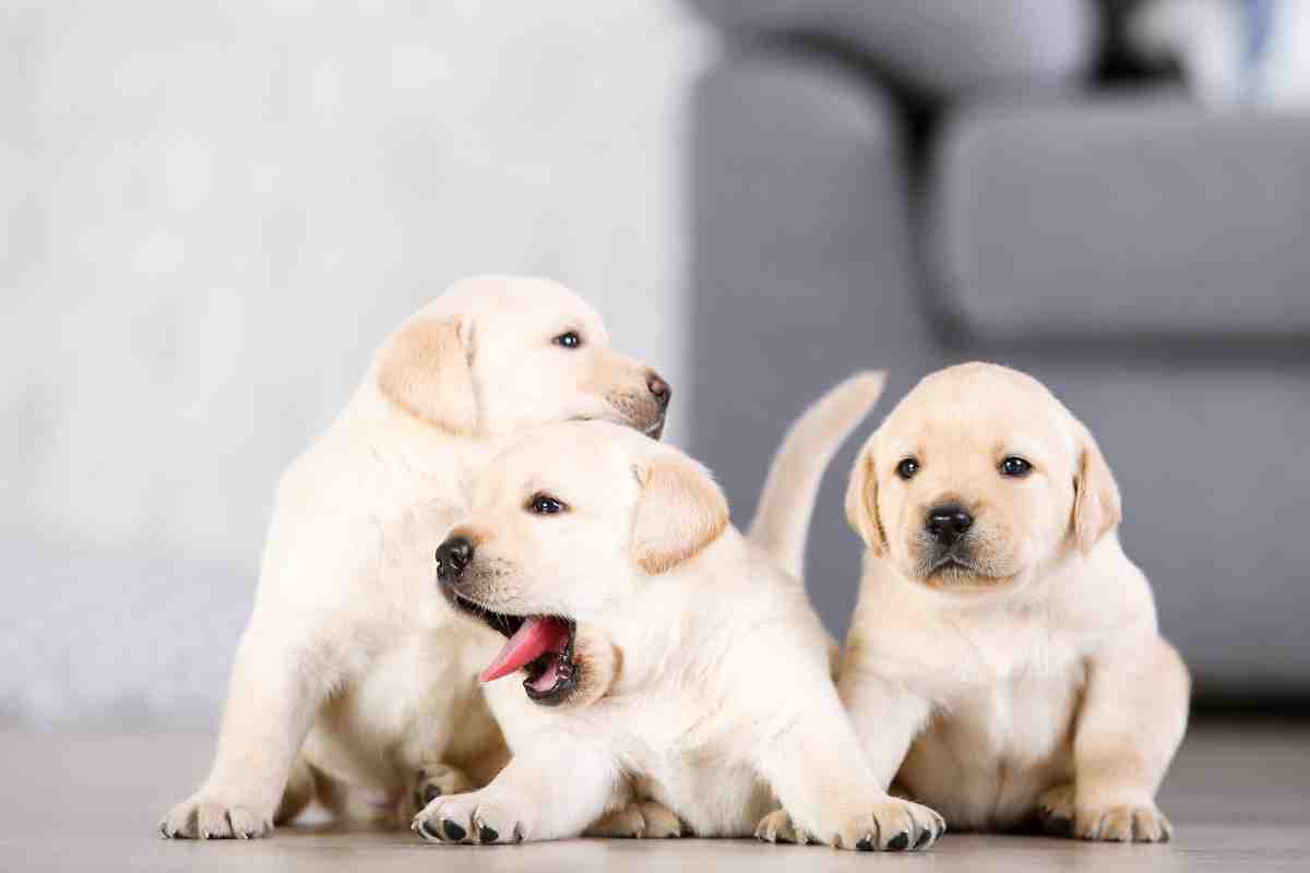 Labrador salva la vita della padroncina
