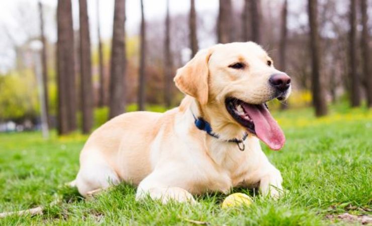 labrador che "parla"