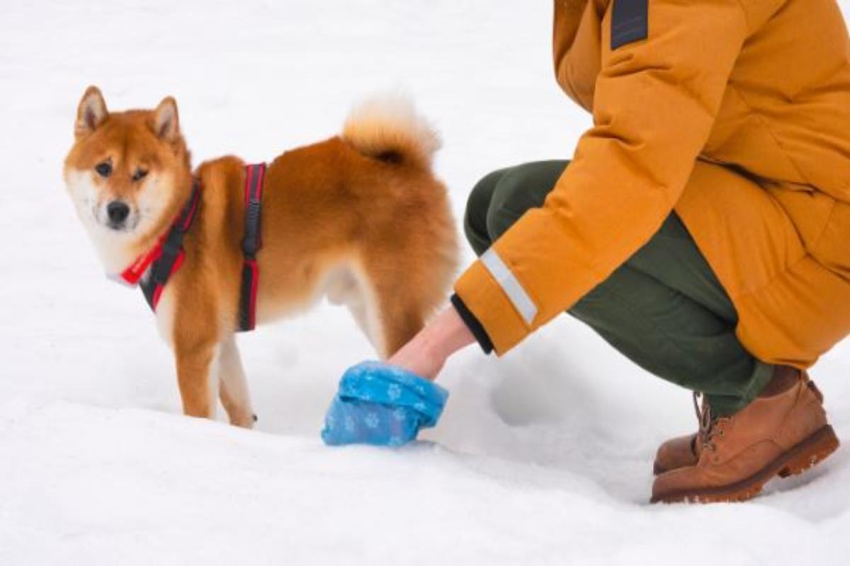 analisi del dna e multa per chi non raccoglie gli escrementi del cane