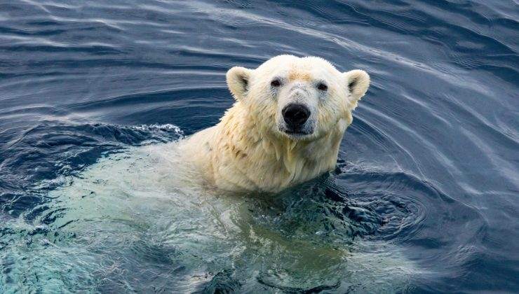 orso polare fa il bagno