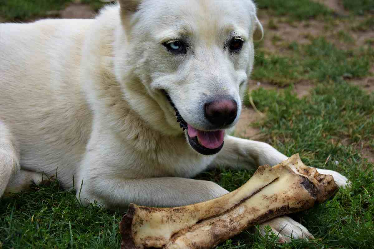 osso per cani fatto in casa