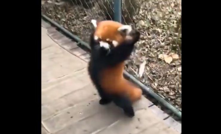 panda rosso video social