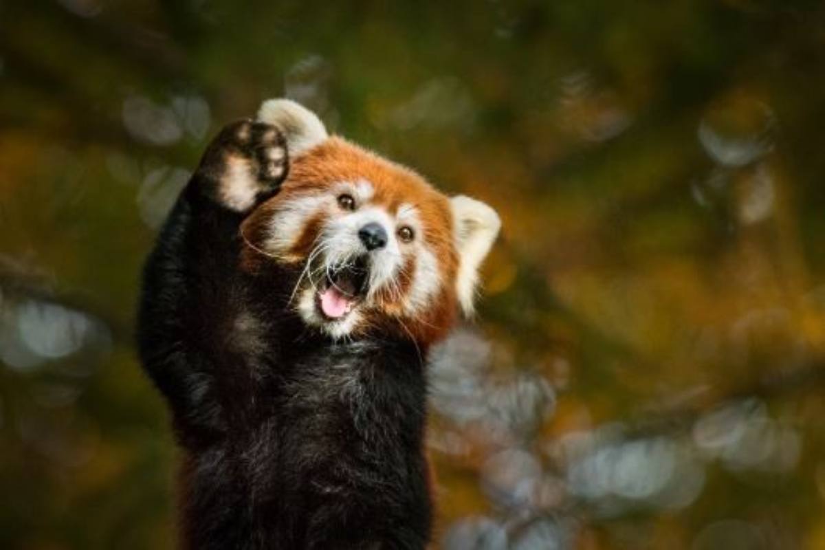 video cucciolo di panda rosso