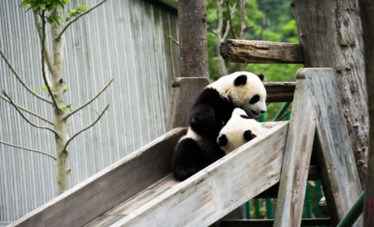 video panda che giocano