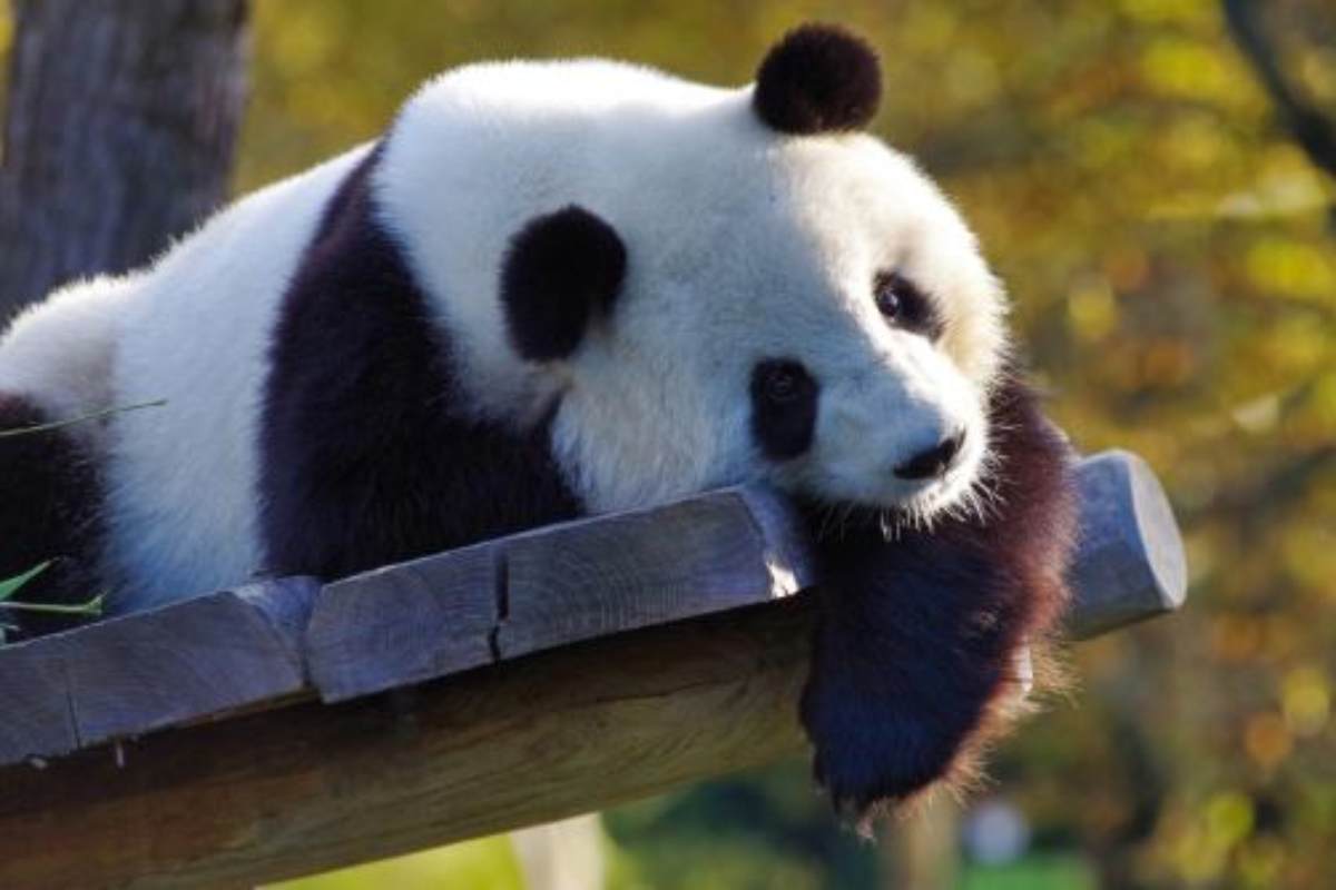 video panda 