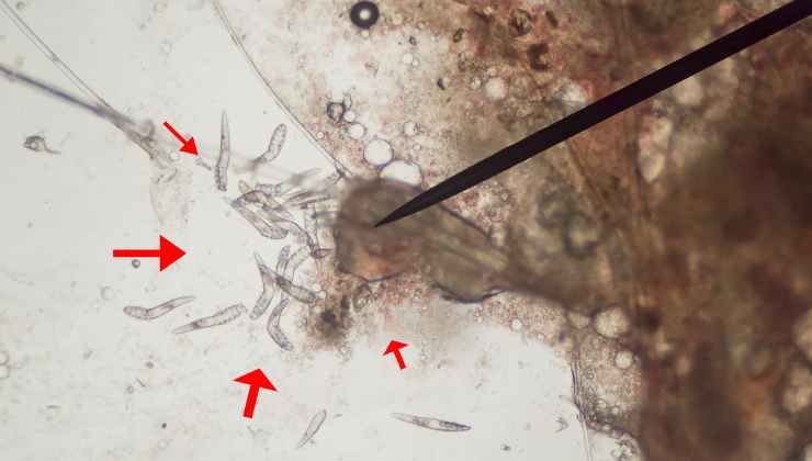 Parassiti intestinali cani 