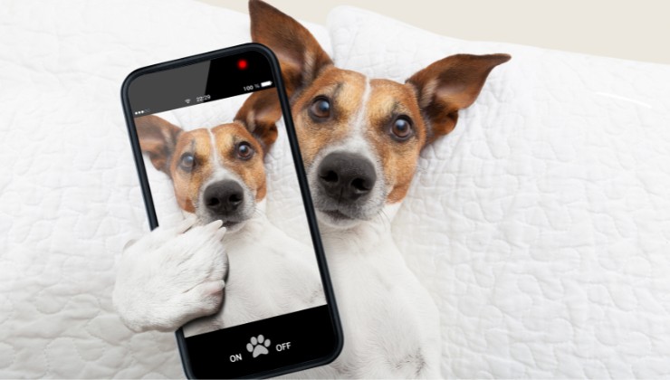 diventare Pet Influencer