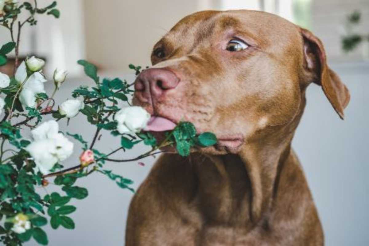 piante d'appartamento sicure per cani e gatti