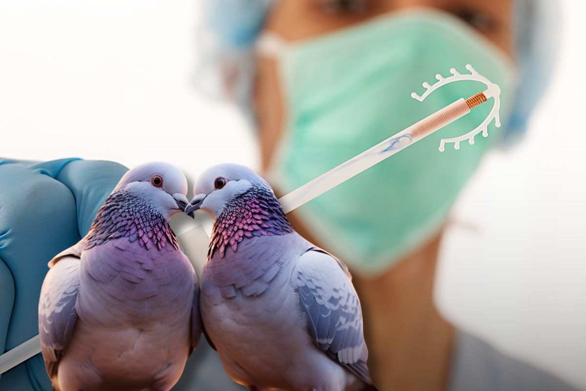 Contraccettivi per piccioni
