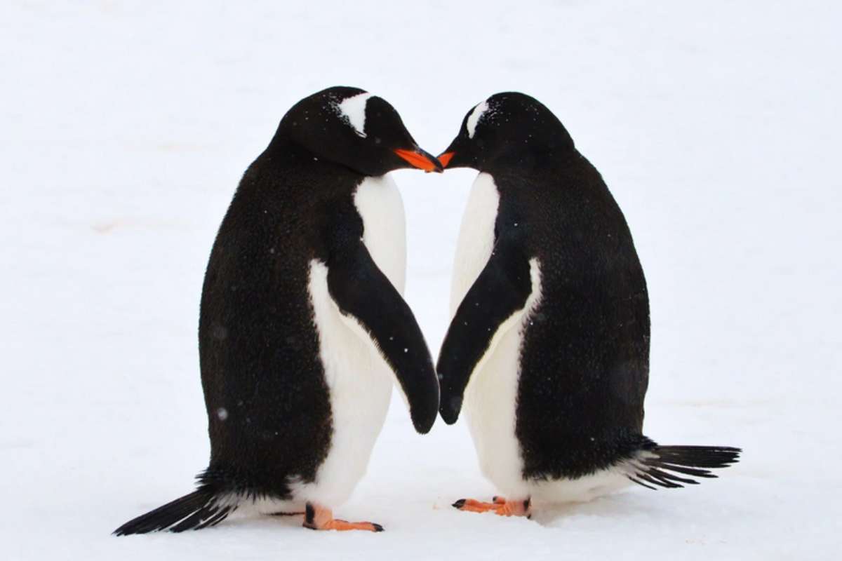 i pinguini si fidanzano?