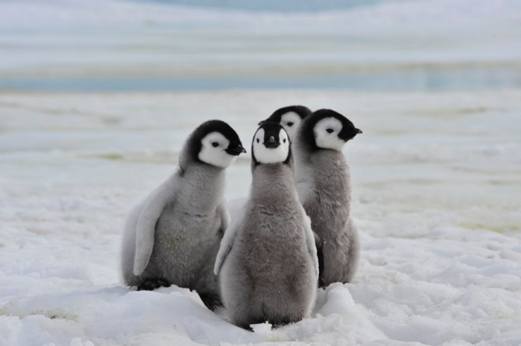 Come si fidanzano i pinguini