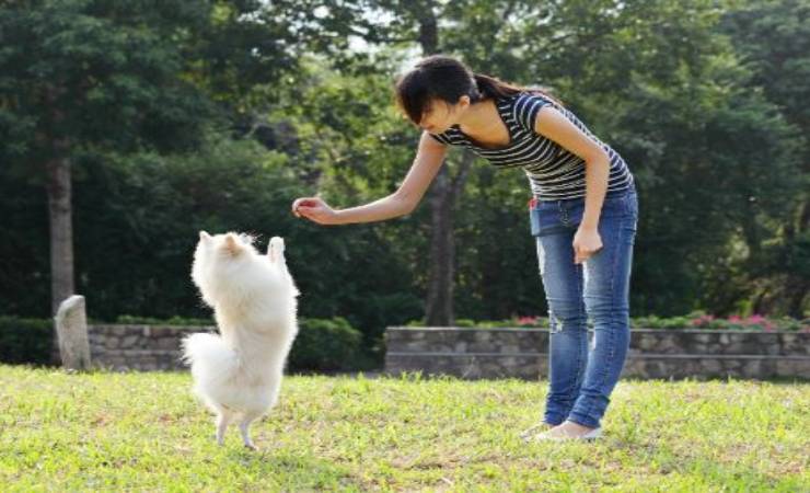 addestrare cane errore
