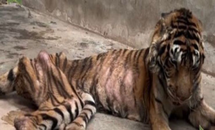 salamas tigre prigionia