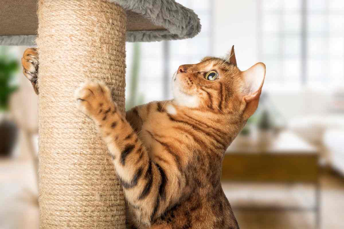 gatto consigli per salvaguardare arredo