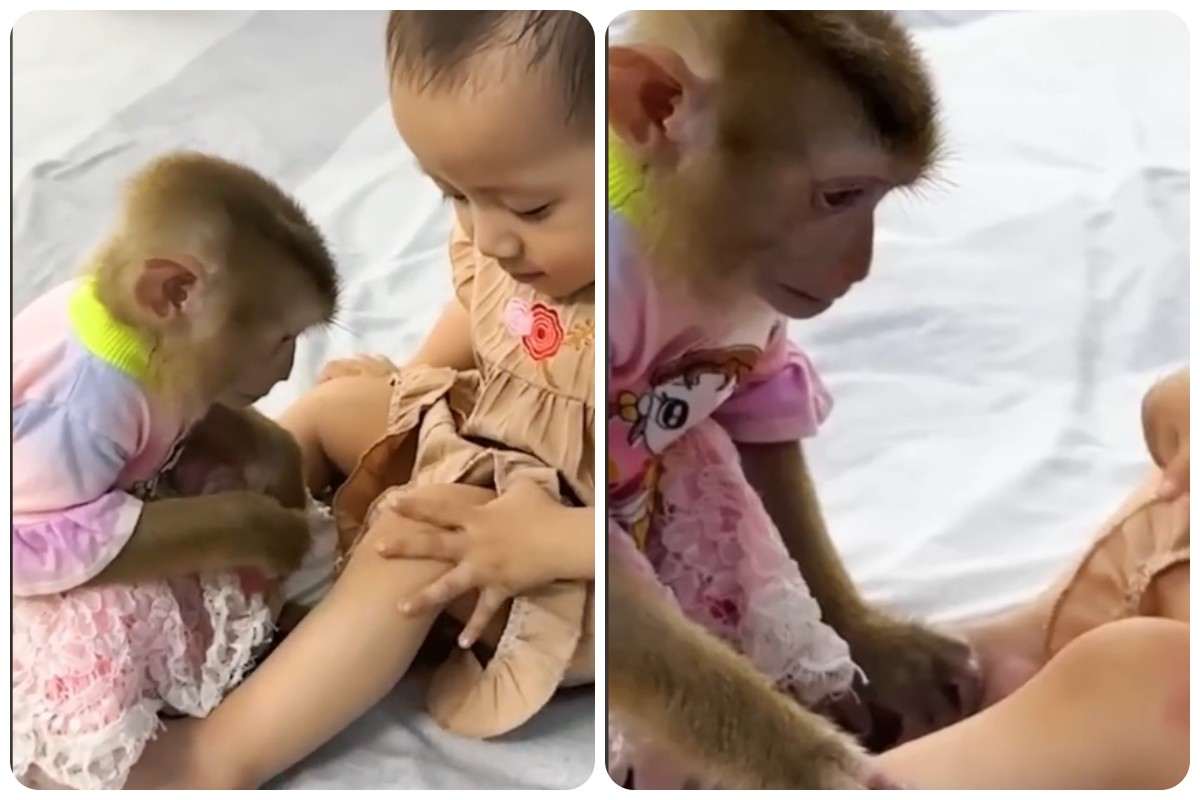 Qual è il gesto della scimmietta amica