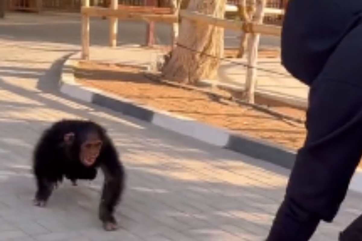 cucciolo di scimmia video