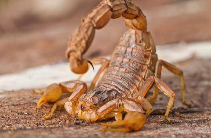 scorpione ritrovato in camera da letto