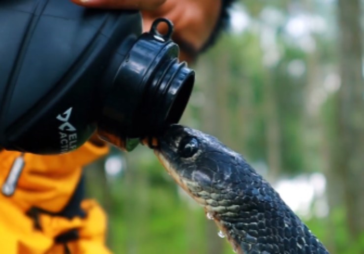 Il serpente beve acqua dal turista