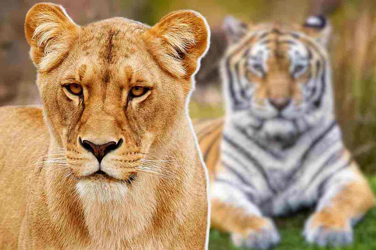 tigre leone si sfidano