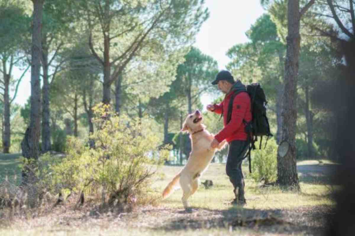 cani trekking compagni d'avventure