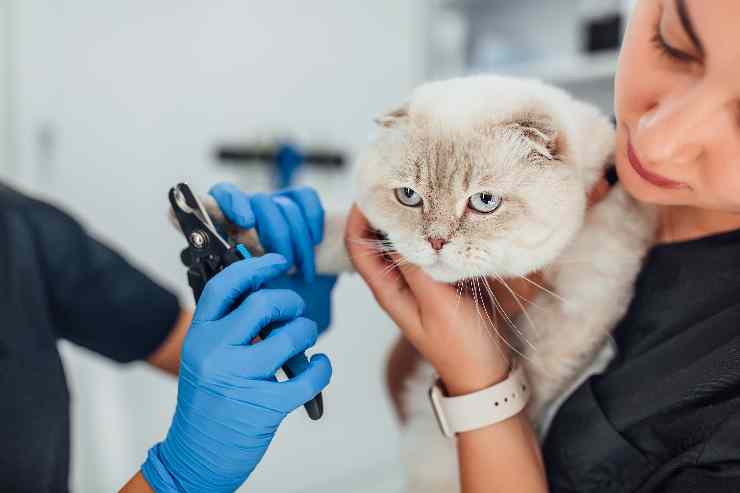 perché non tagliare unghie al gatto