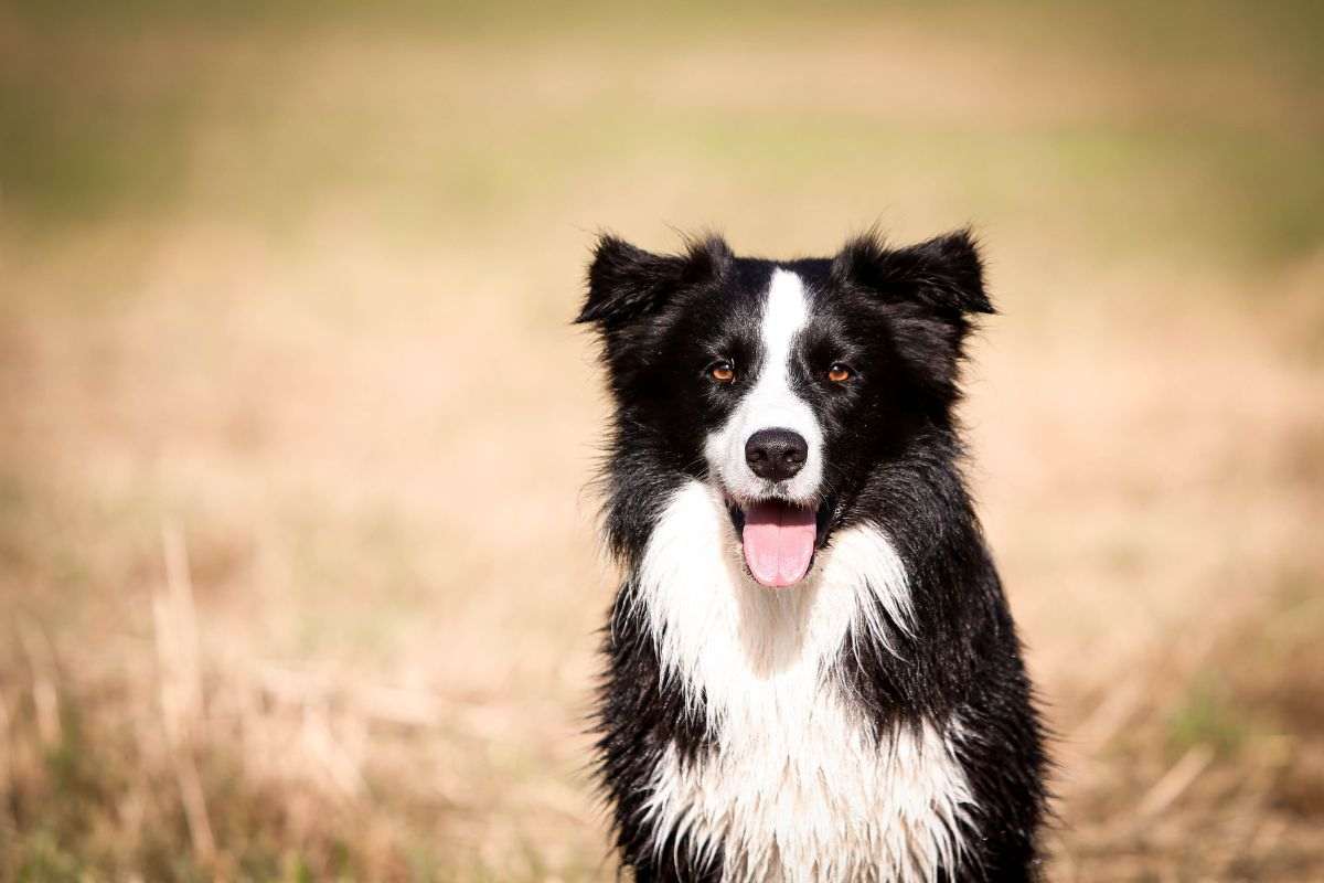 Border Collie, angelo custode