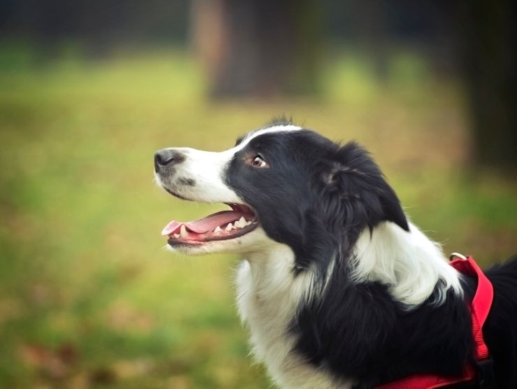 border collie video