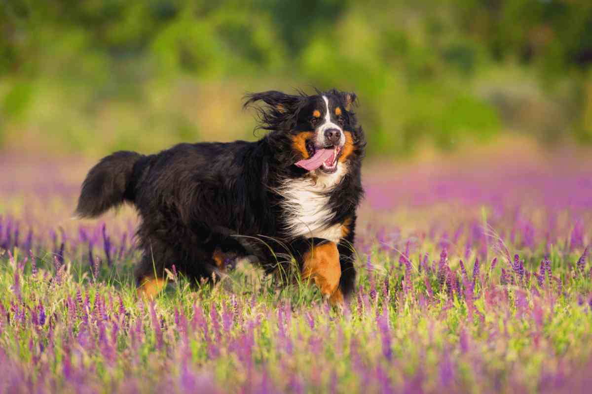 primavera pericoli cani
