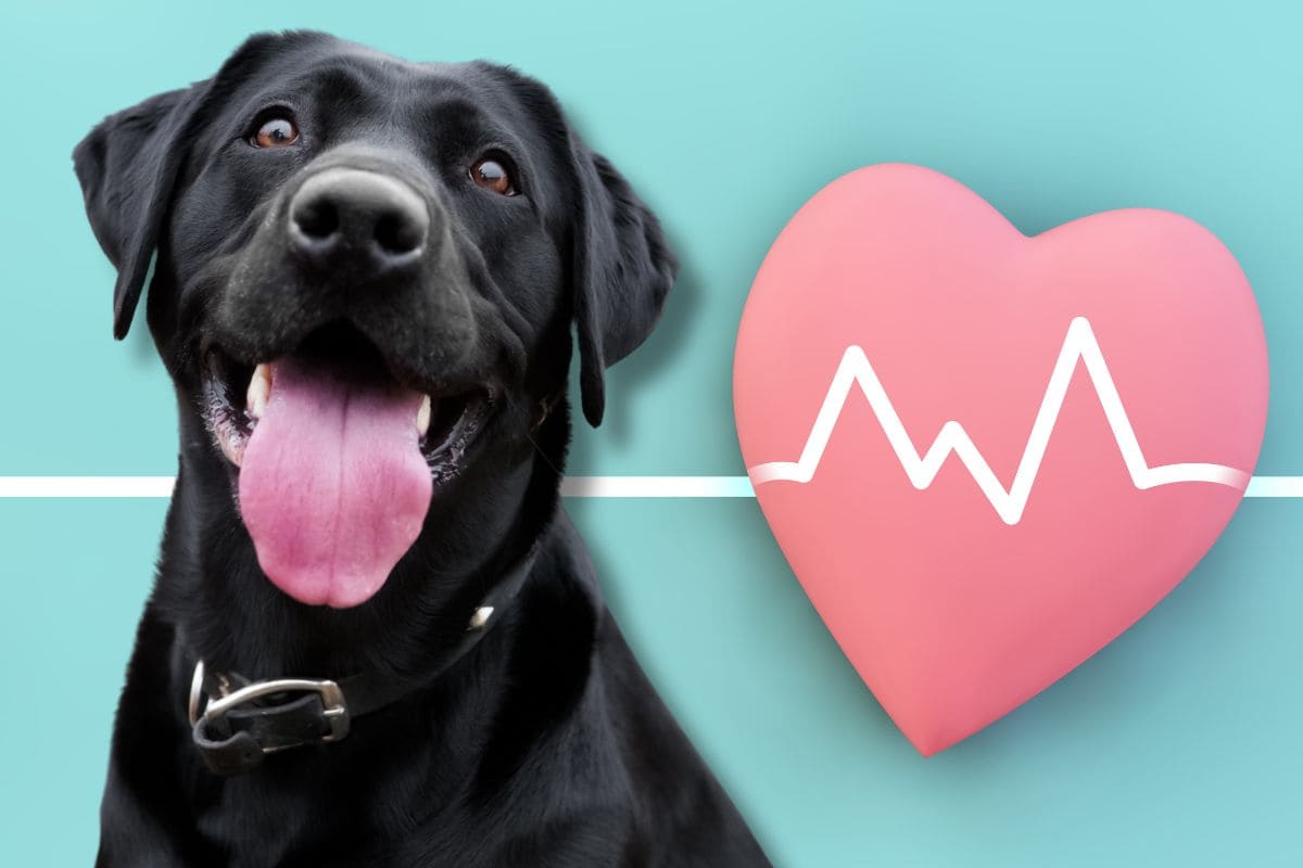Doença cardíaca em cães, aqui estão os sinais aos quais você deve prestar atenção: Nestes casos, o melhor é intervir imediatamente