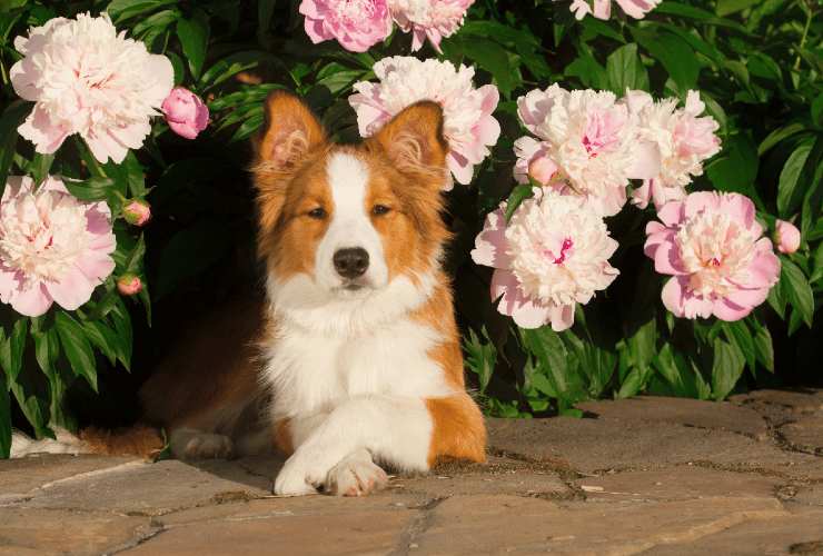 primavera pericoli per i cani