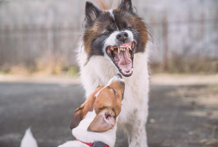 comunicare con il cane