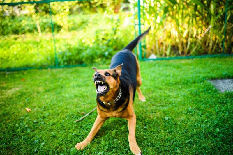 umore cane movimenti coda