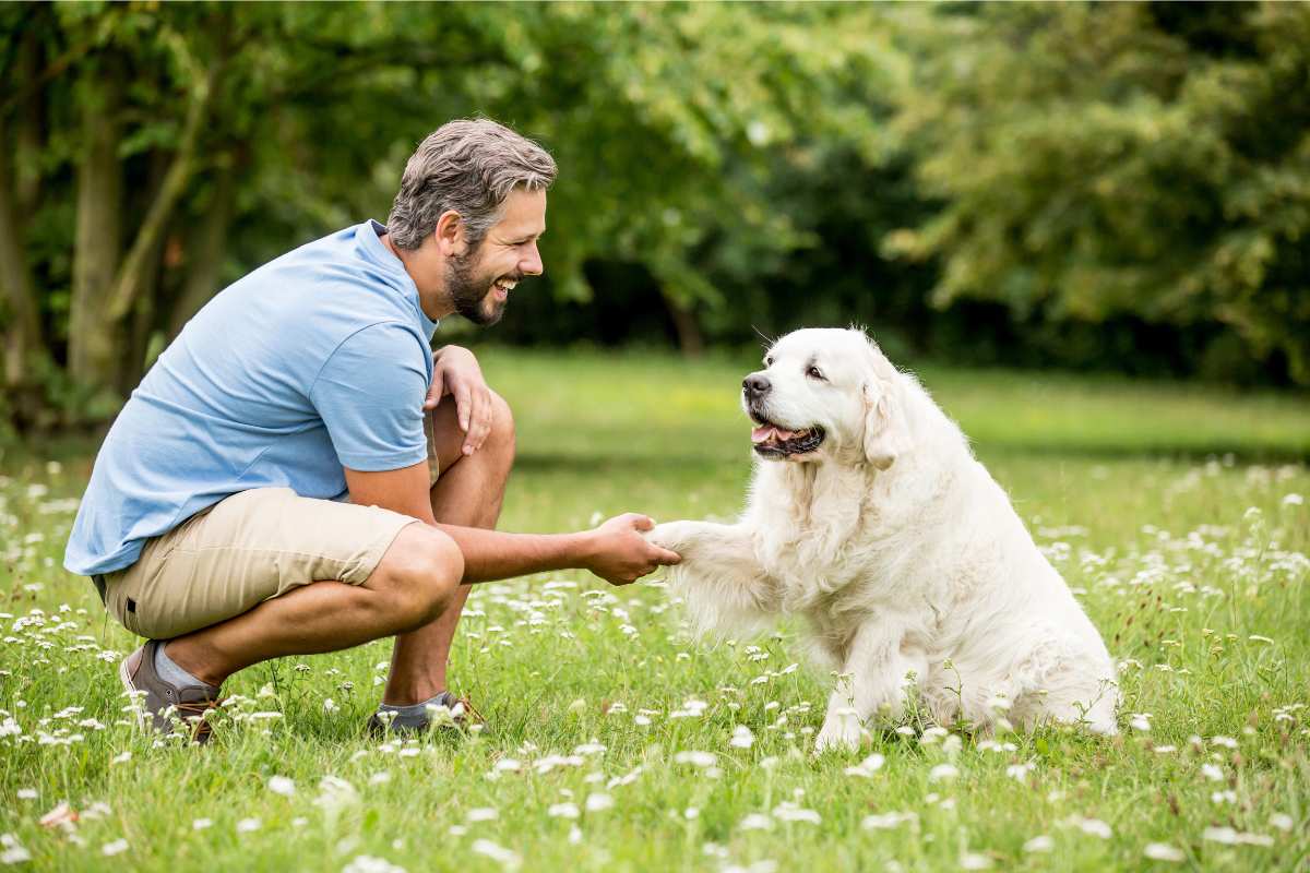 Cane non ascolta