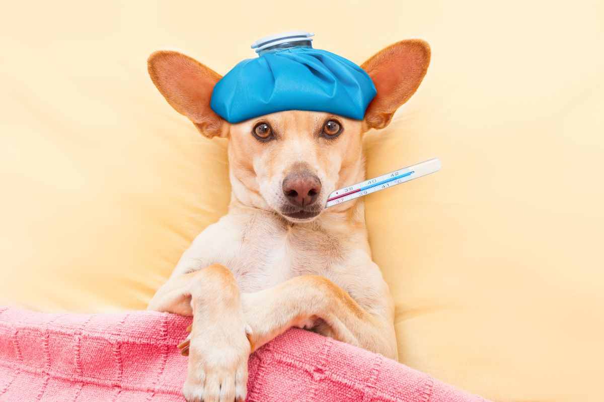 cane difese immunitarie basse