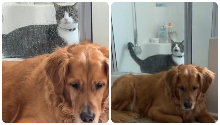 Cane e gatto, chi è più intelligente?