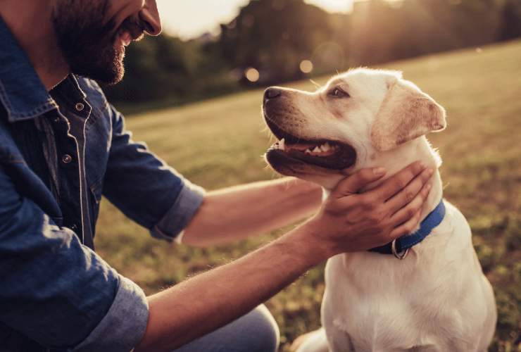 cane patologia cardiaca sintomi