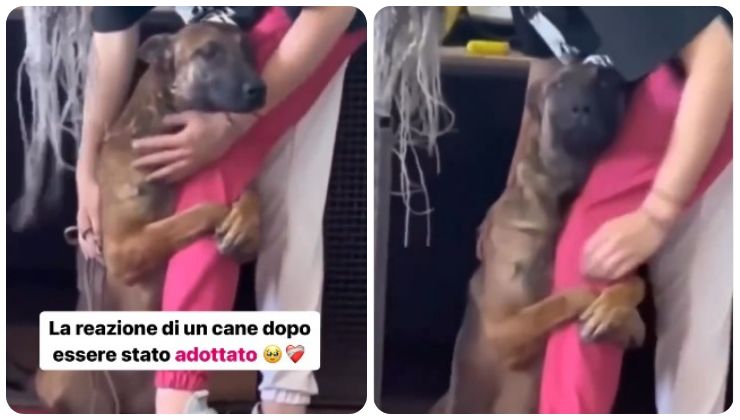 cane adottato video