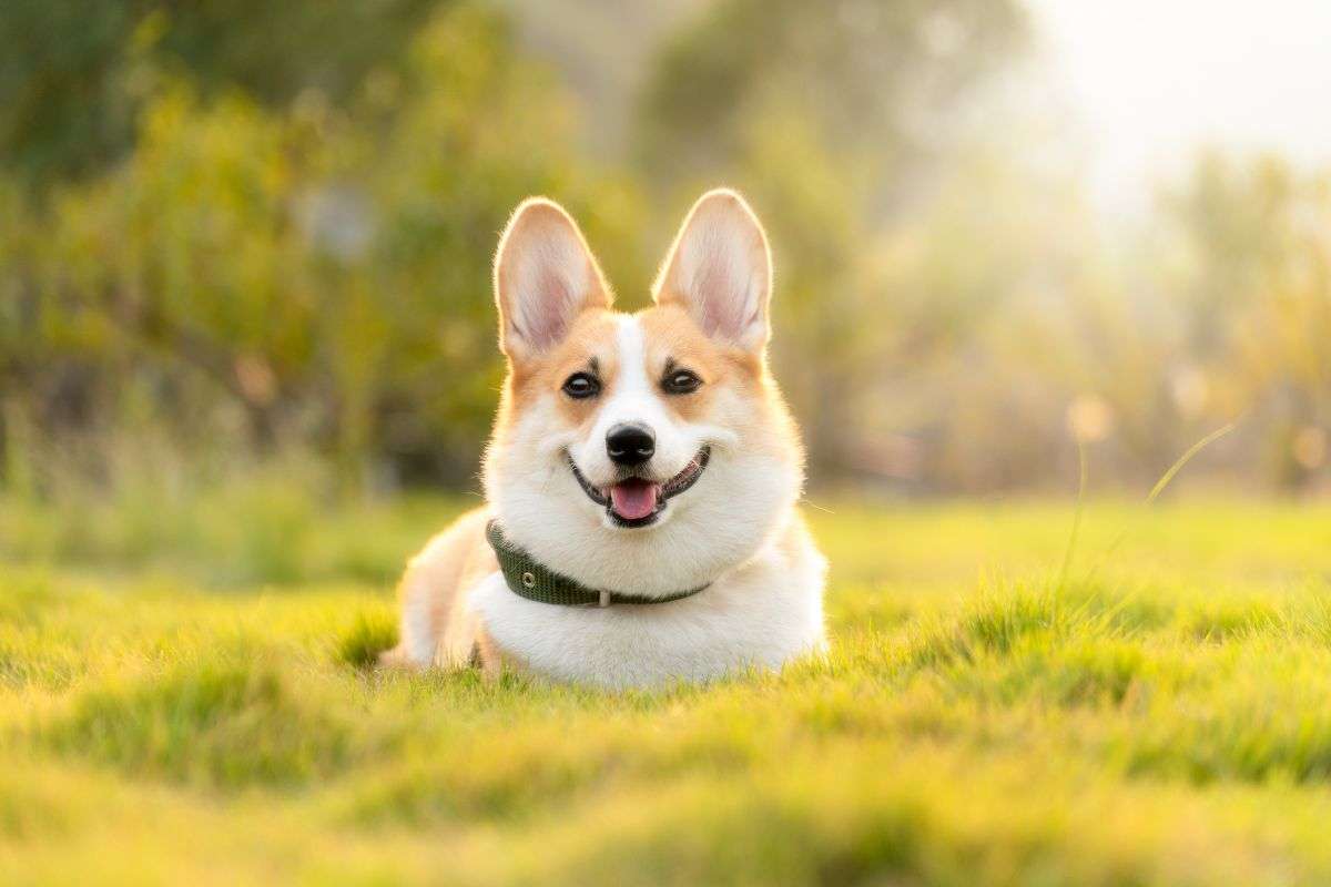 Questo corgi è il re dello skate in città