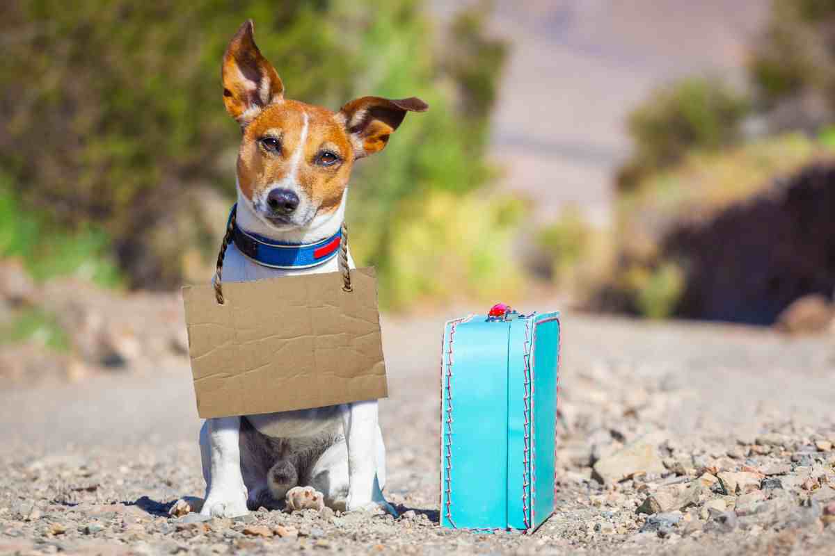 cucciolo affamato abbandonato