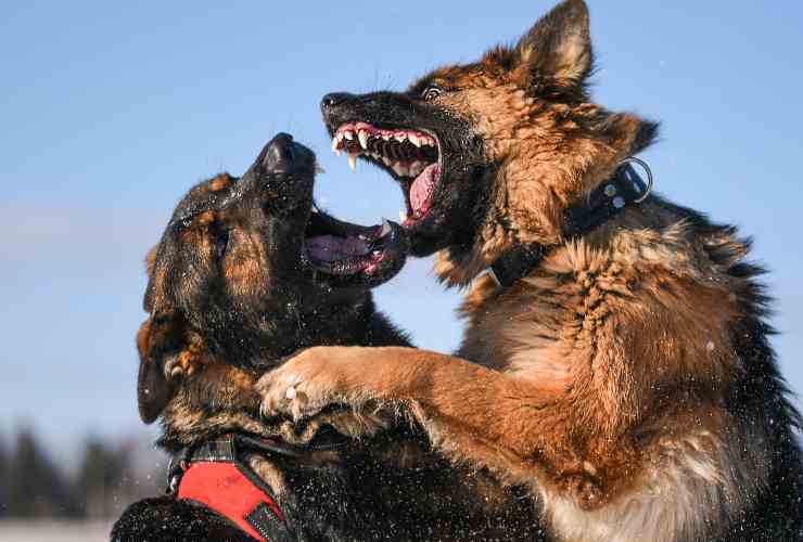 cani litigano cosa fare