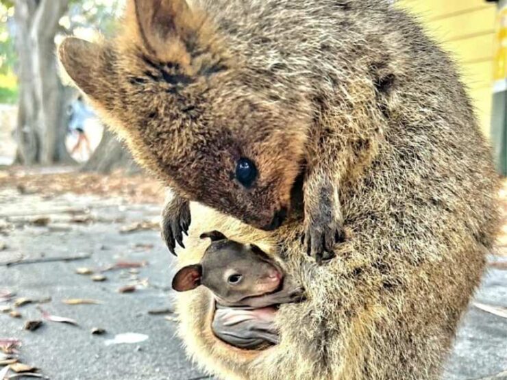 quokka lato oscuro